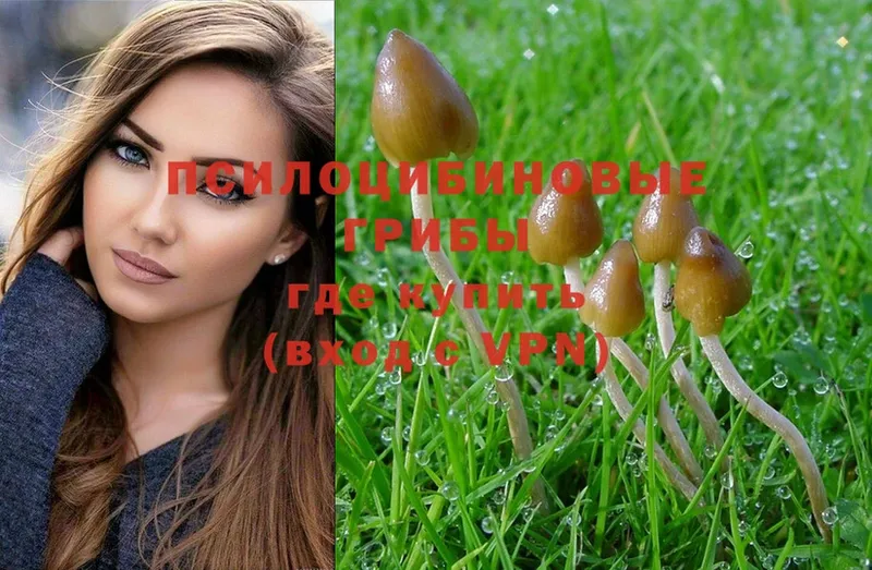 это какой сайт  Воронеж  Псилоцибиновые грибы Psilocybe 